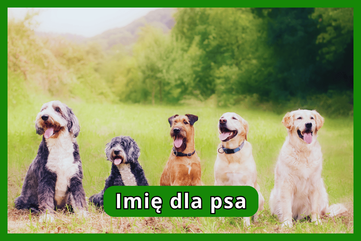 Imię dla psa