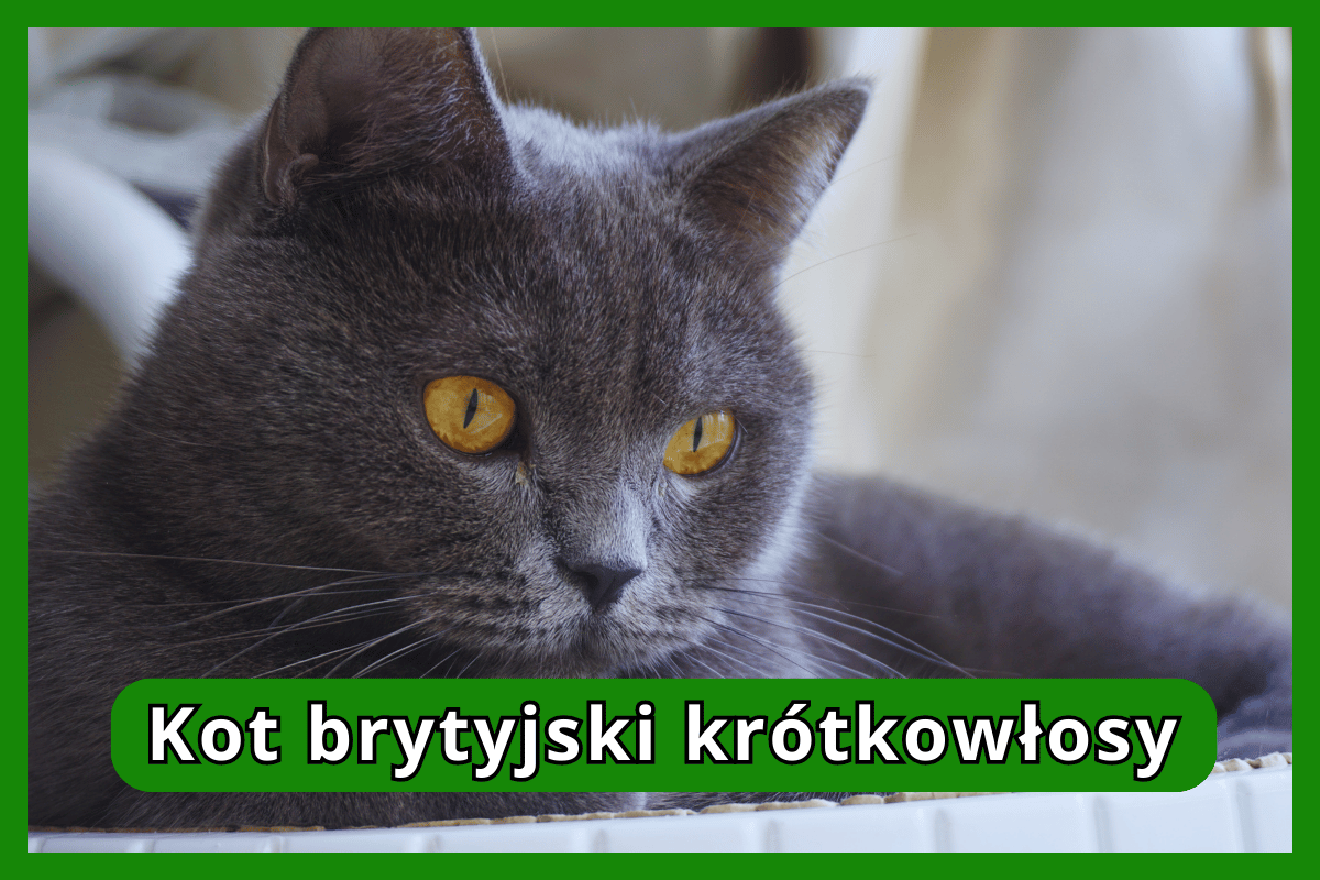 Kot brytyjski krótkowłosy