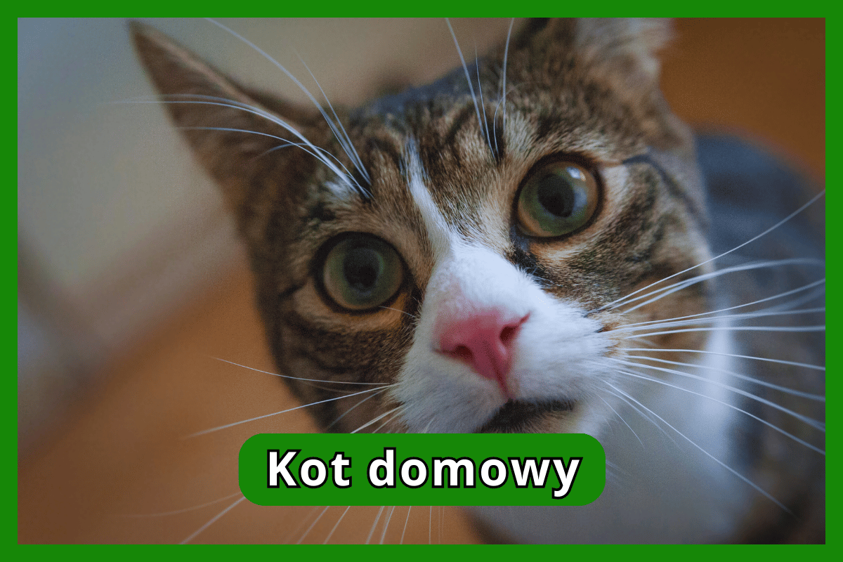 Kot domowy