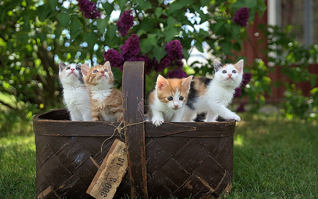 Małe kotki w koszyczku.