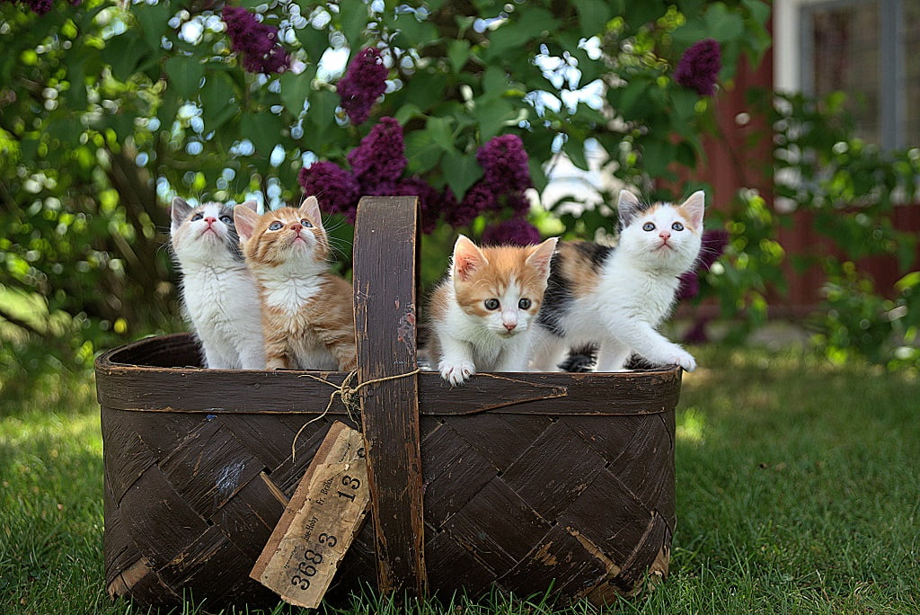 Małe kotki w koszyczku.