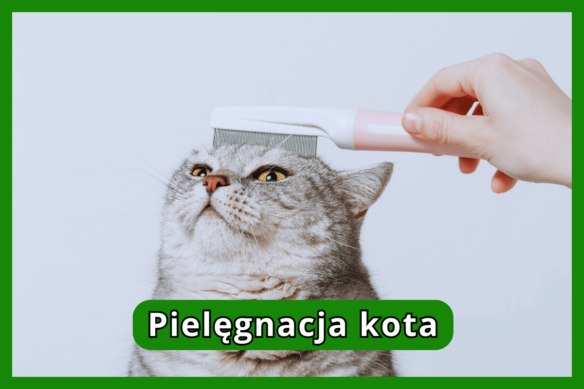 Pielęgnacja kota