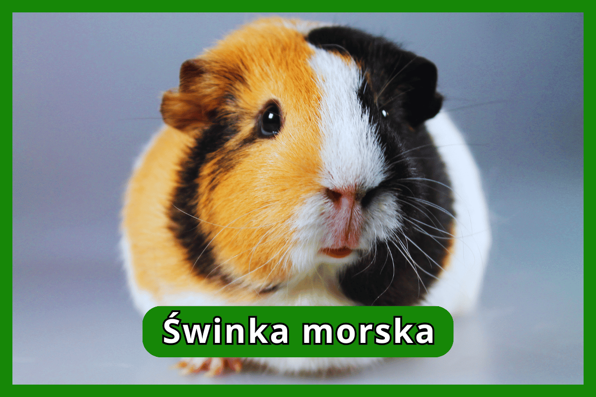 Świnka morska