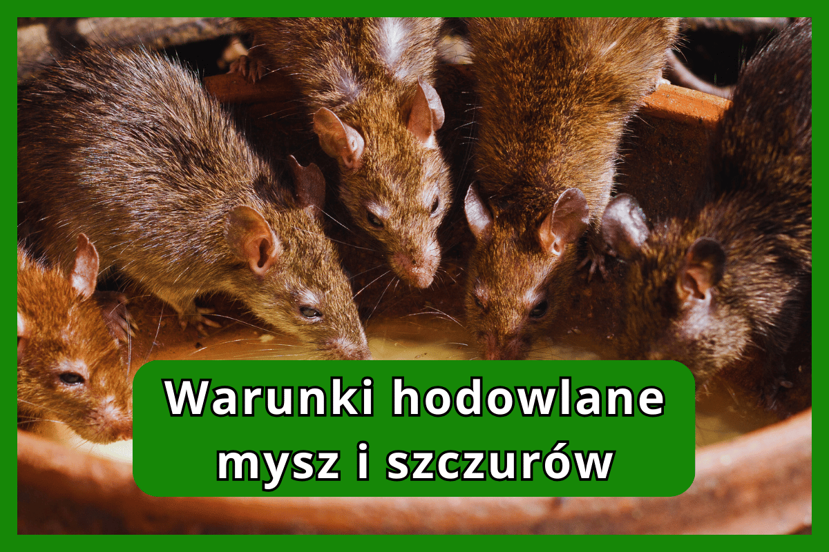 Warunki hodowlane mysz i szczurów