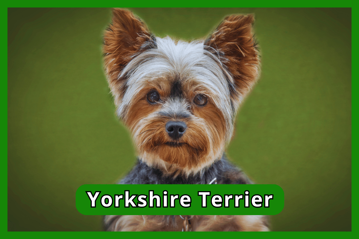 Yorkshire Terrier