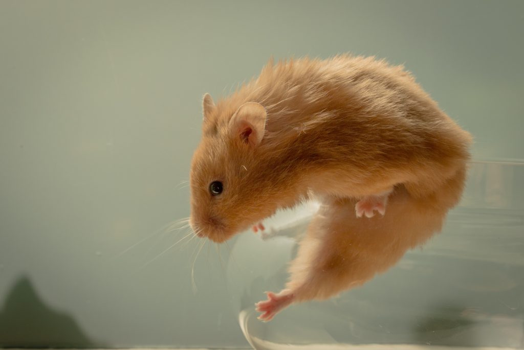 Zdrowie myszki i szczurka