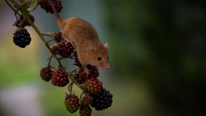 Zdrowie myszy i szczura