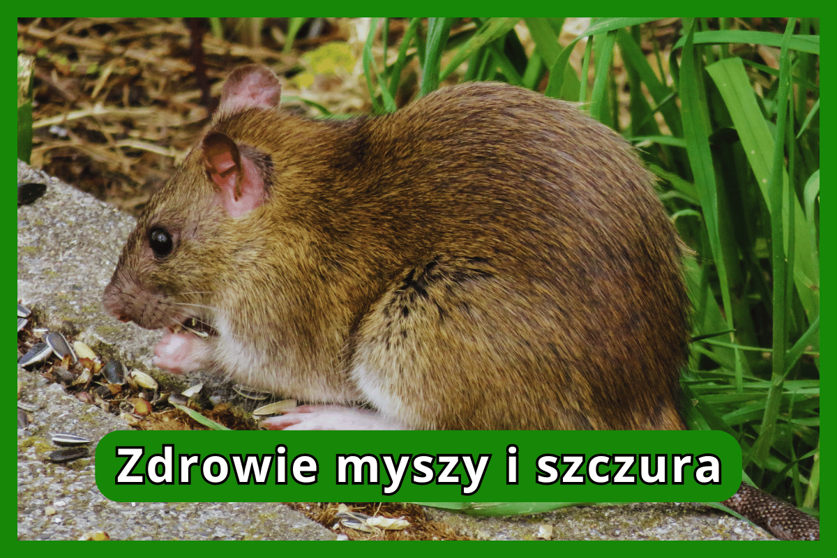 Zdrowie myszy i szczura