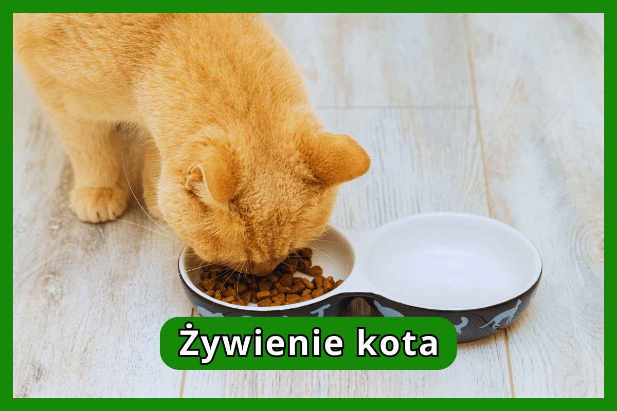 Żywienie kota