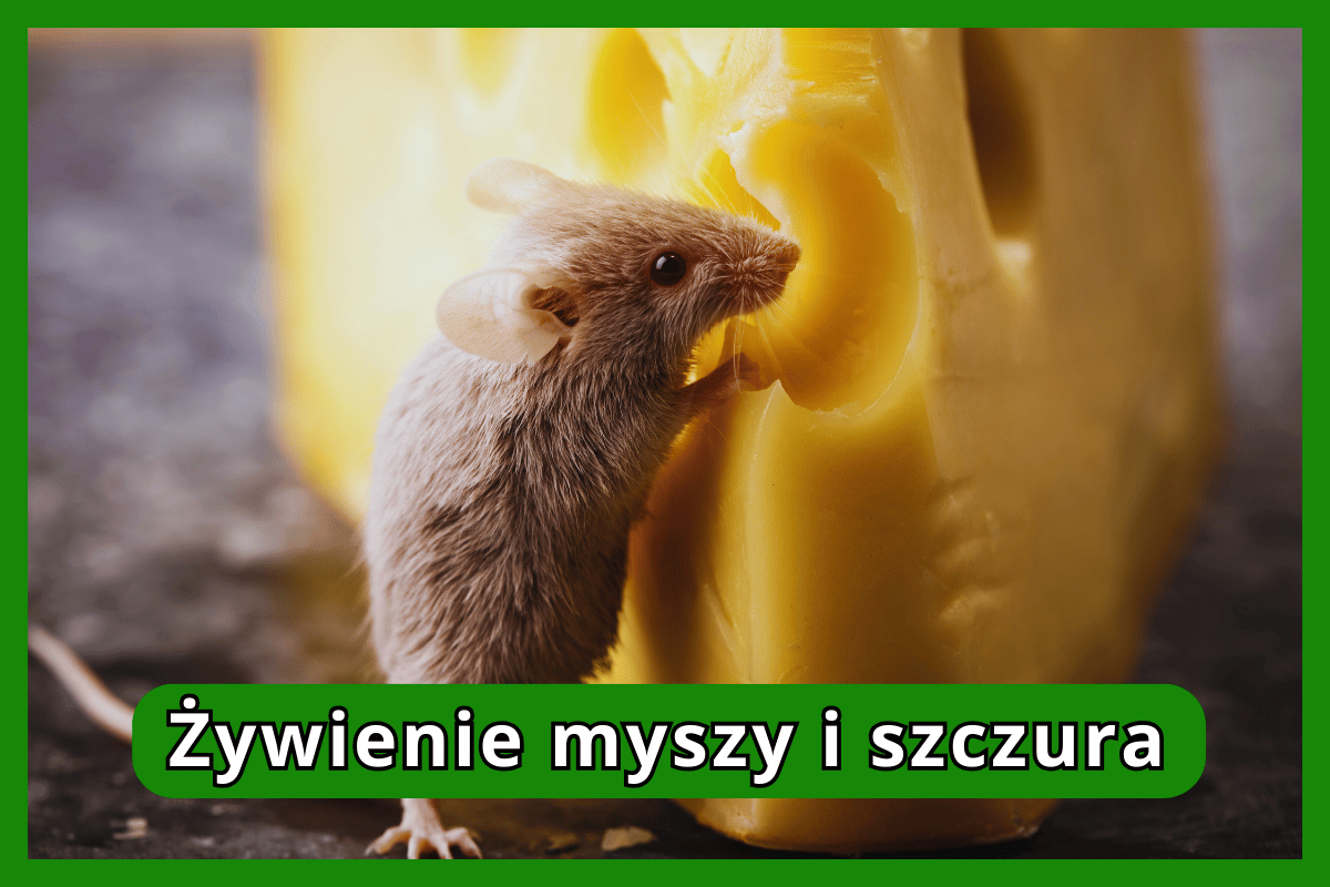 Żywienie myszy i szczura