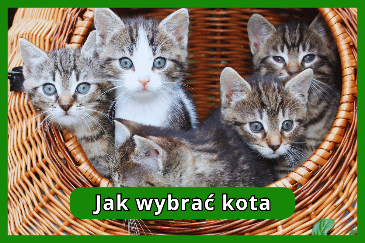 Jak wybrać kota