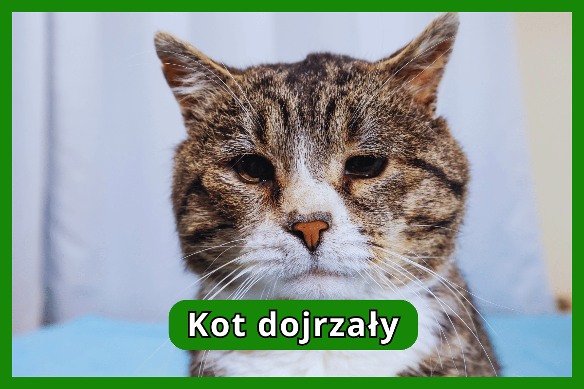 Kot dojrzały