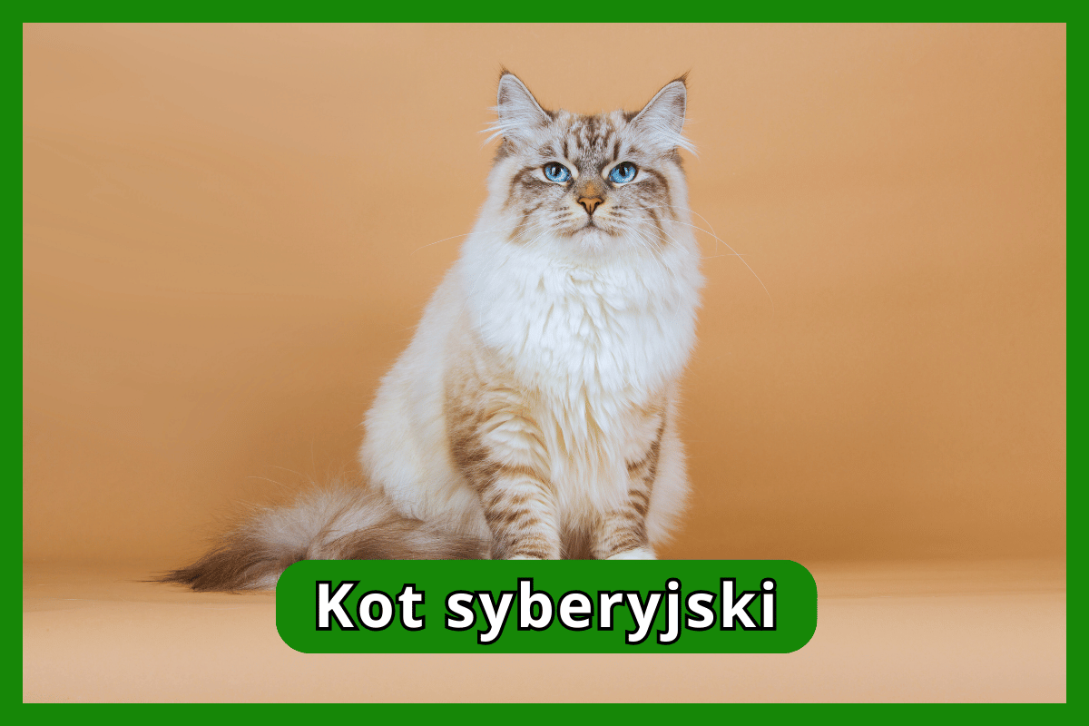 Kot syberyjski