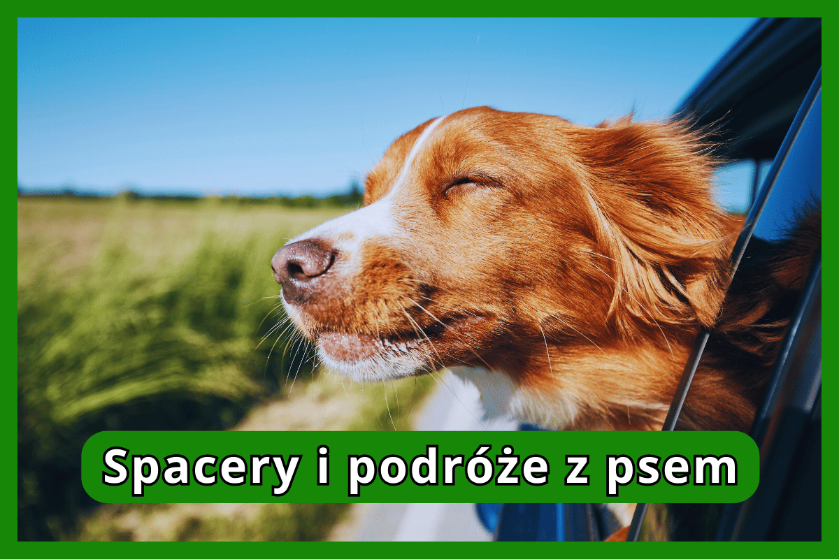 Spacery i podróże z psem