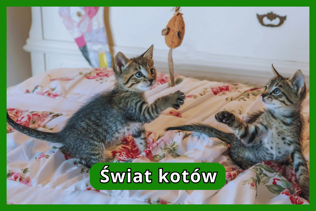 Świat kotów