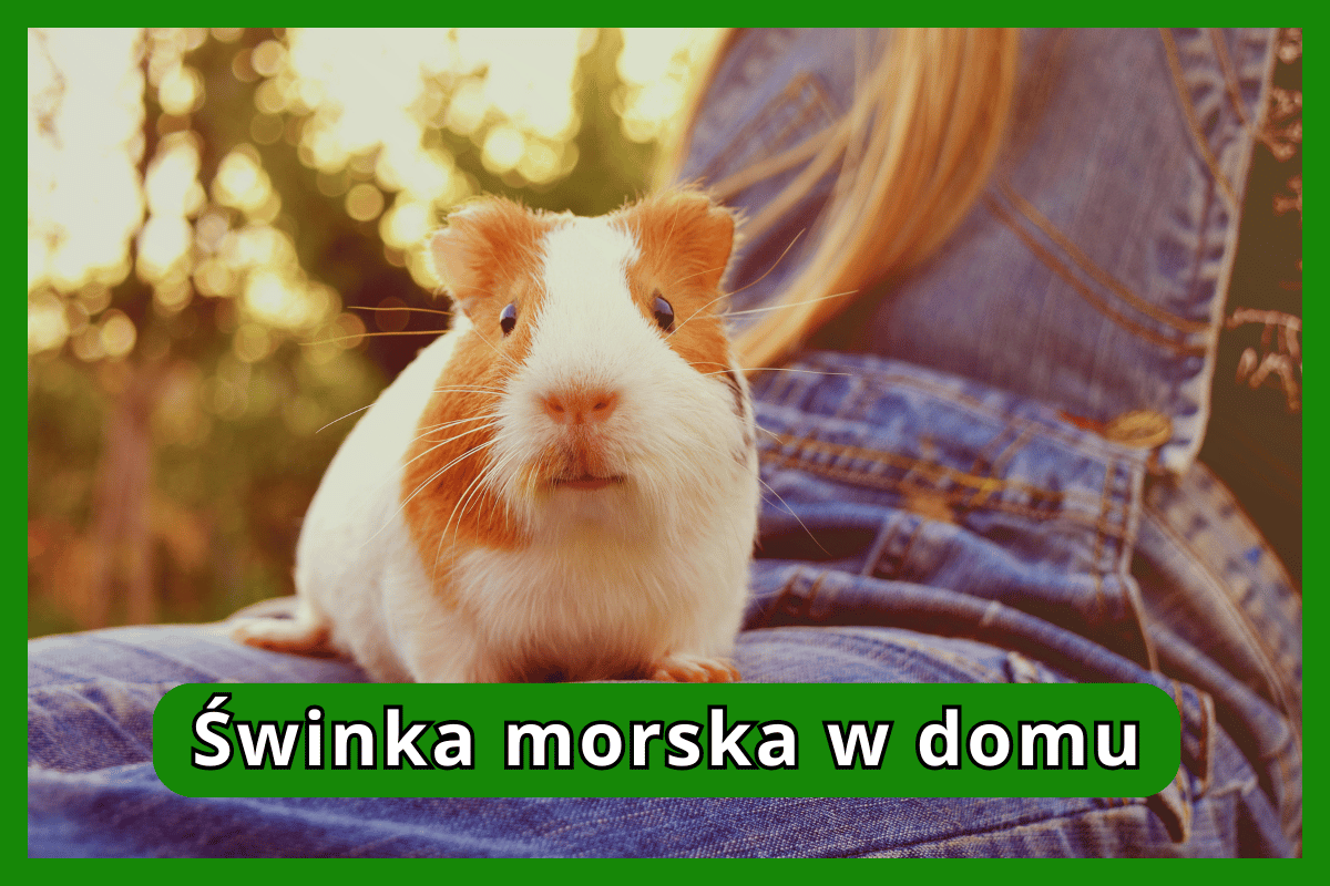 Świnka morska w domu