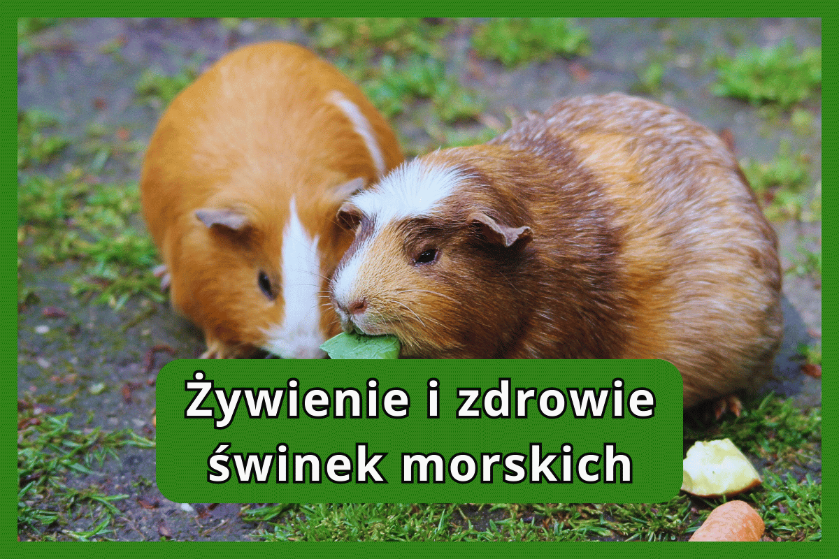 Żywienie i zdrowie świnek morskich