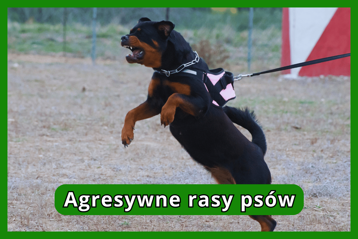 Agresywne rasy psów