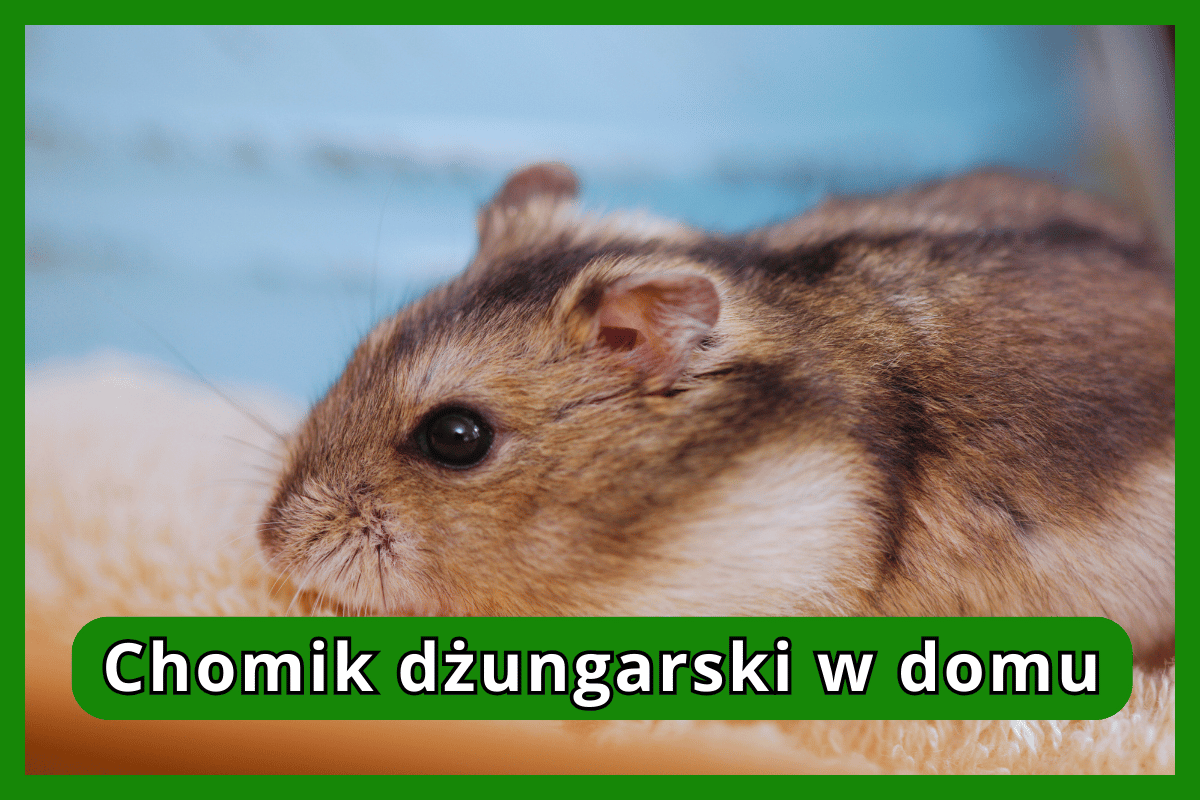 Chomik dżungarski w domu