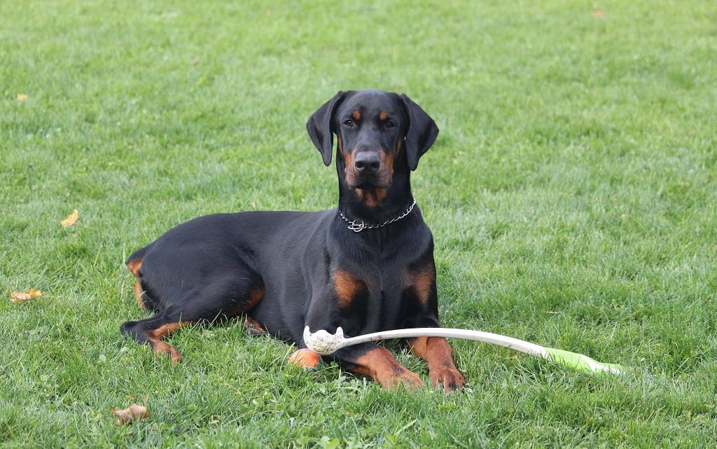 DOBERMAN DOBERMAN