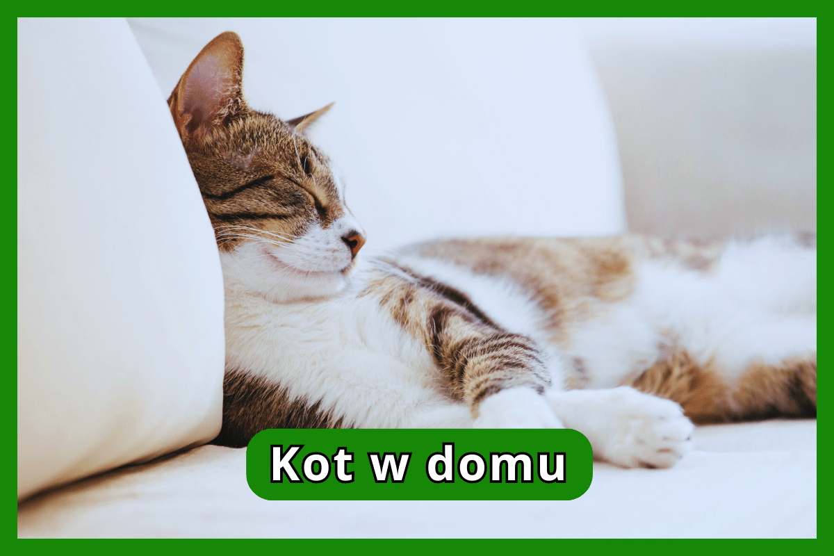 Kot w domu