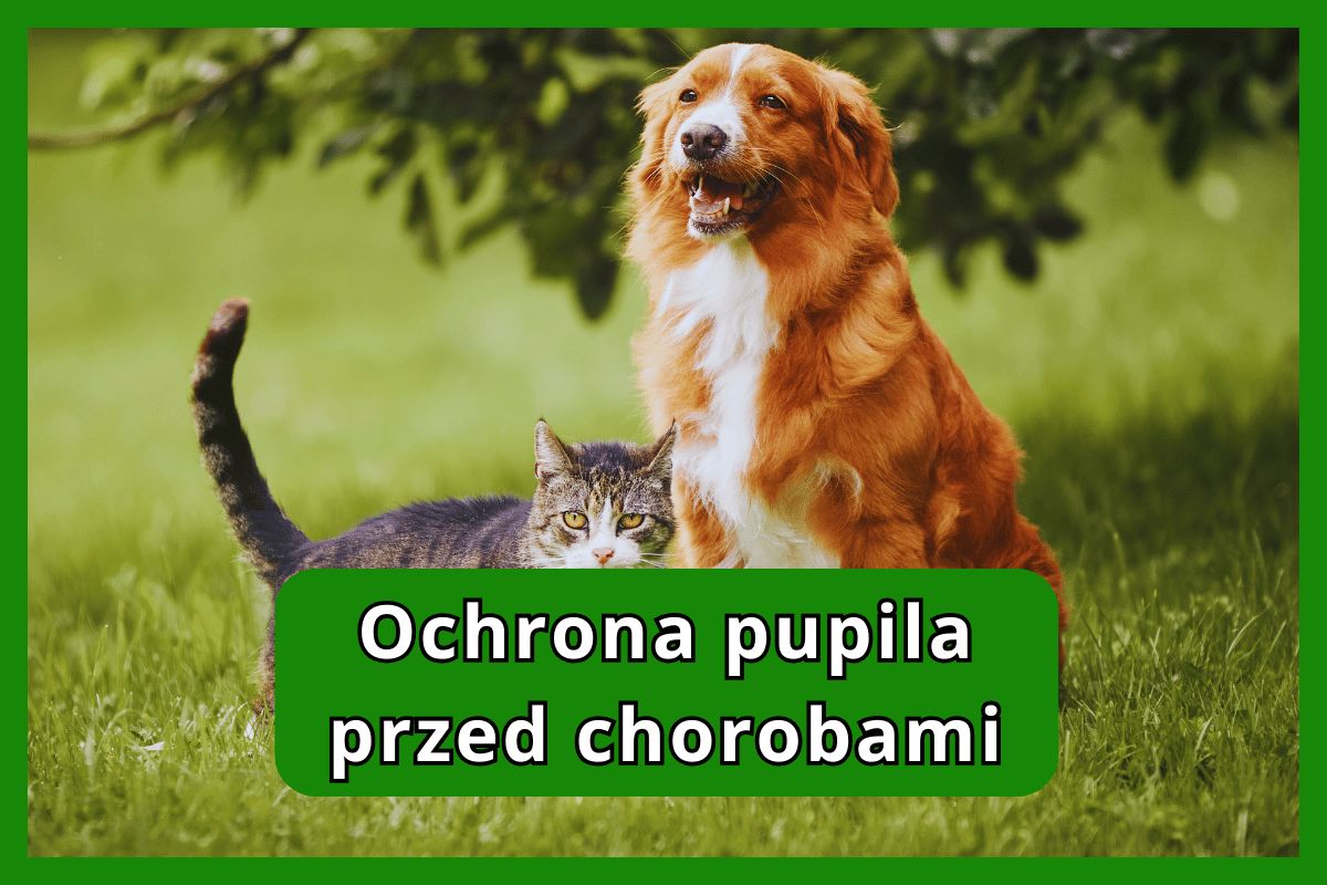 Ochrona pupila przed chorobami