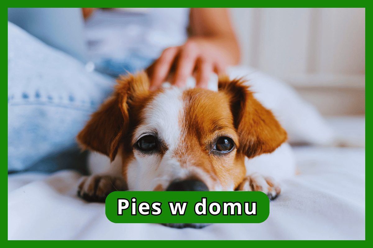 Pies w domu