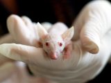 Badania na myszach
