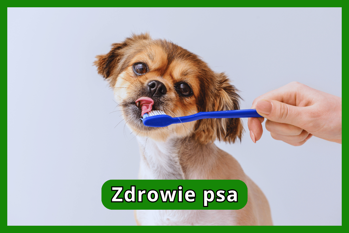 Zdrowie psa