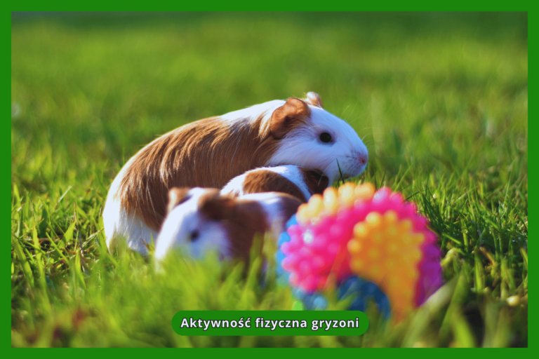 Aktywność fizyczna gryzoni