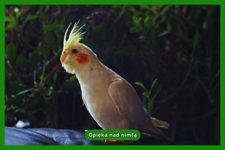 Opieka nad nimfą