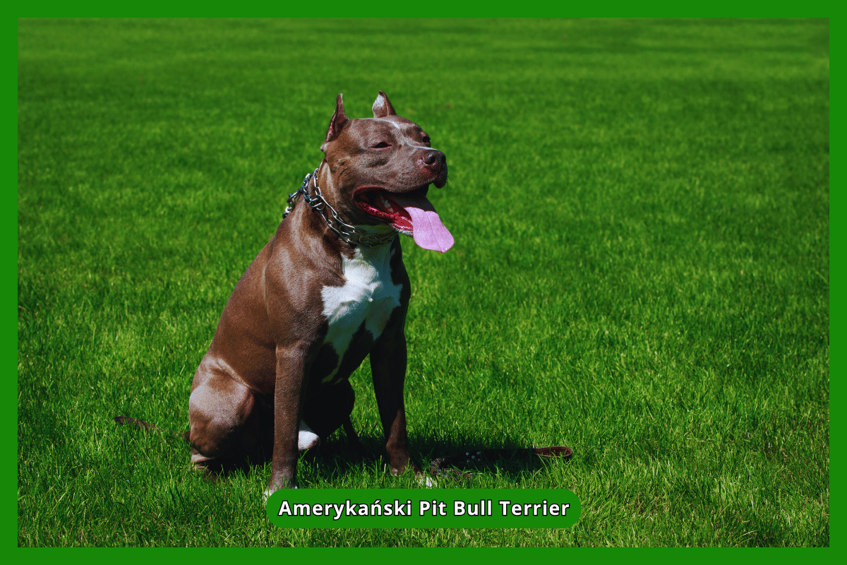 American Pit Bull Terrier
