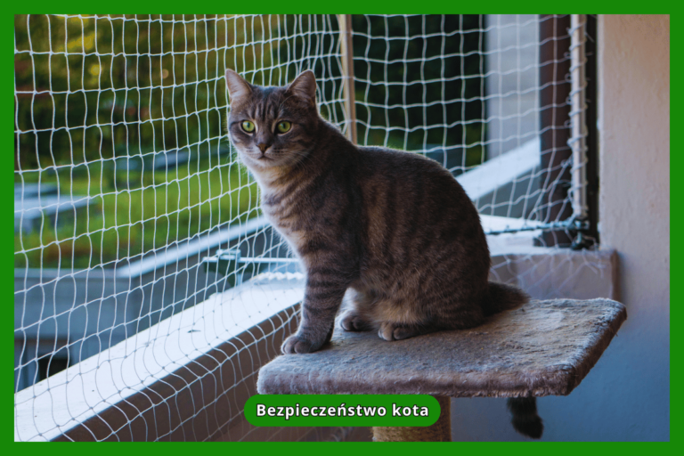 Bezpieczeństwo kota