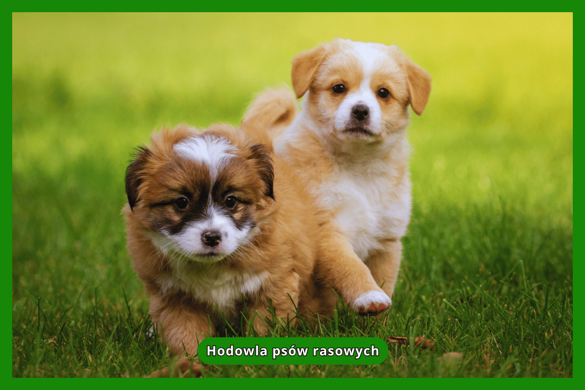 Hodowla psów rasowych