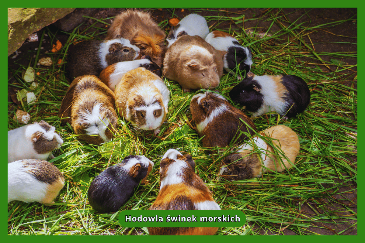 Hodowla świnek morskich