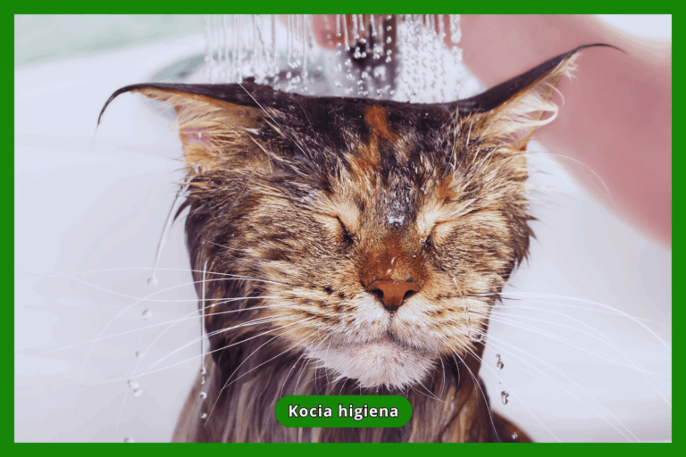Kocia higiena