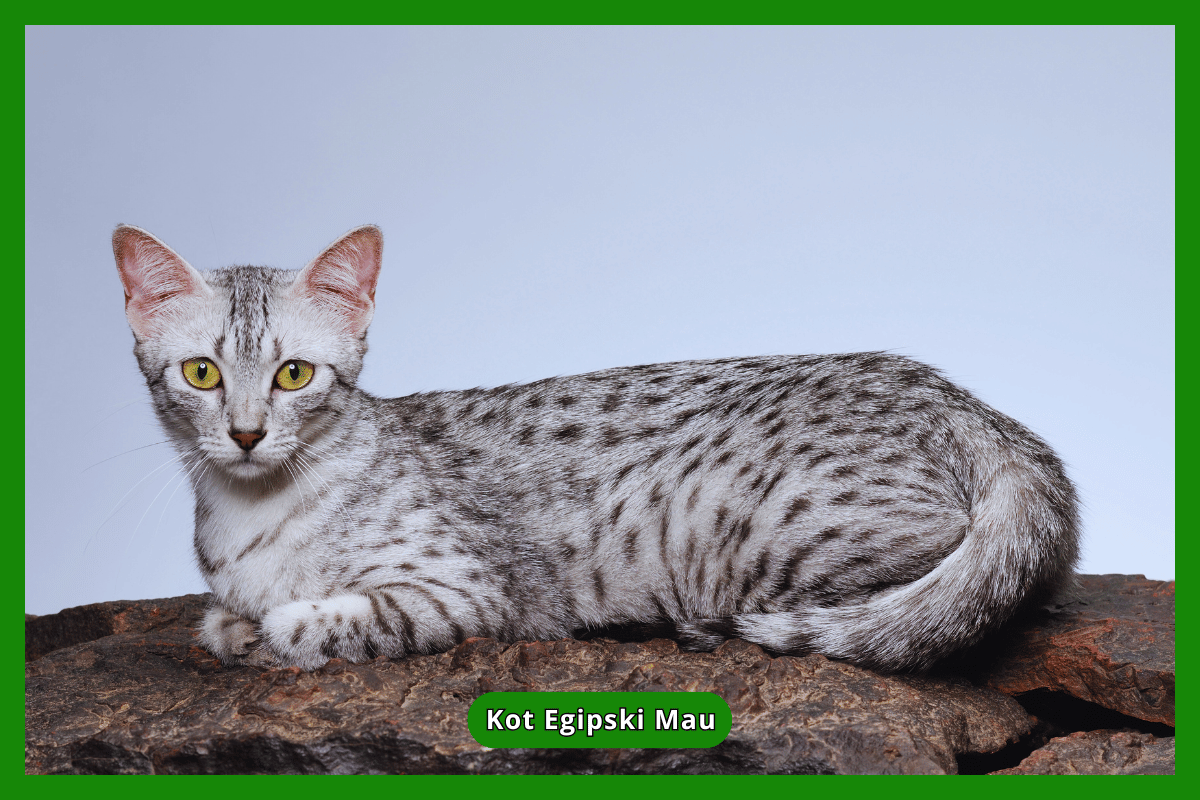 Kot Egipski Mau