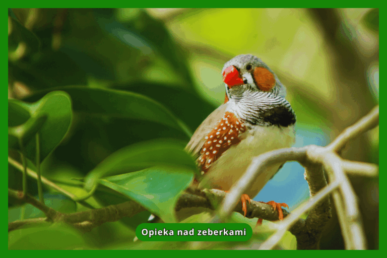 Opieka nad zeberkami