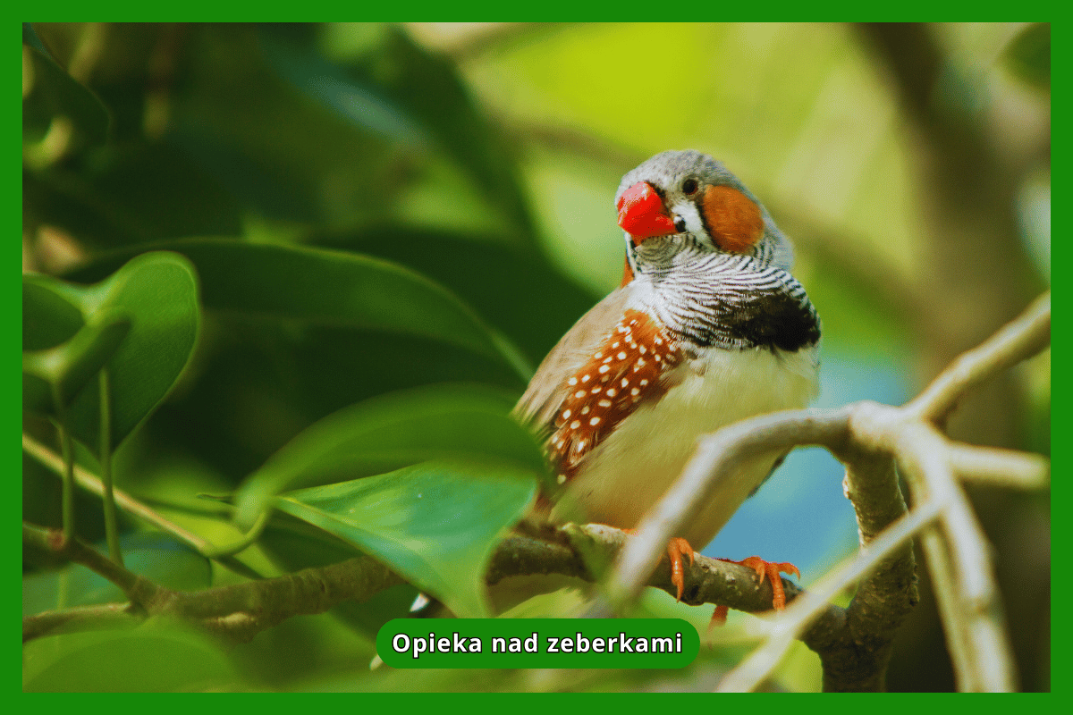Opieka nad zeberkami