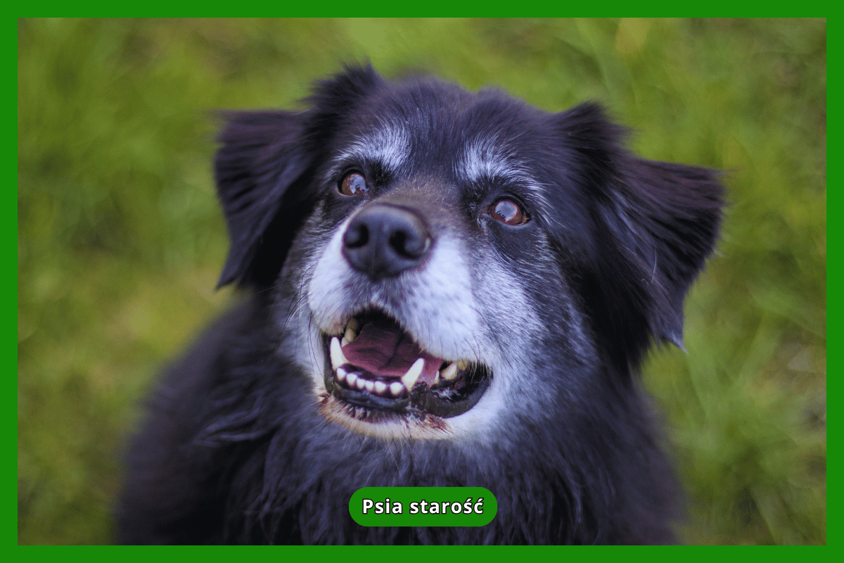 Psia starość