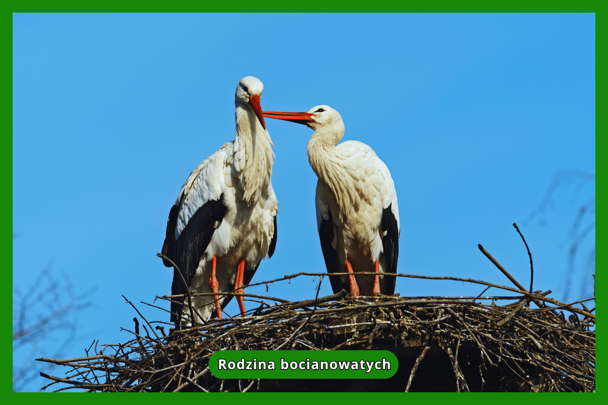 Rodzina bocianowatych