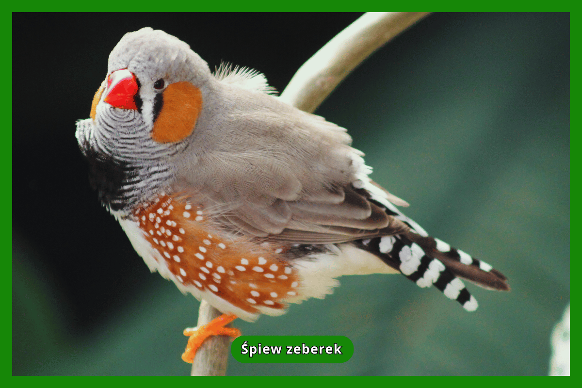 Śpiew zeberek
