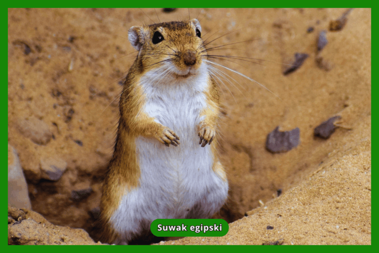 Suwak egipski