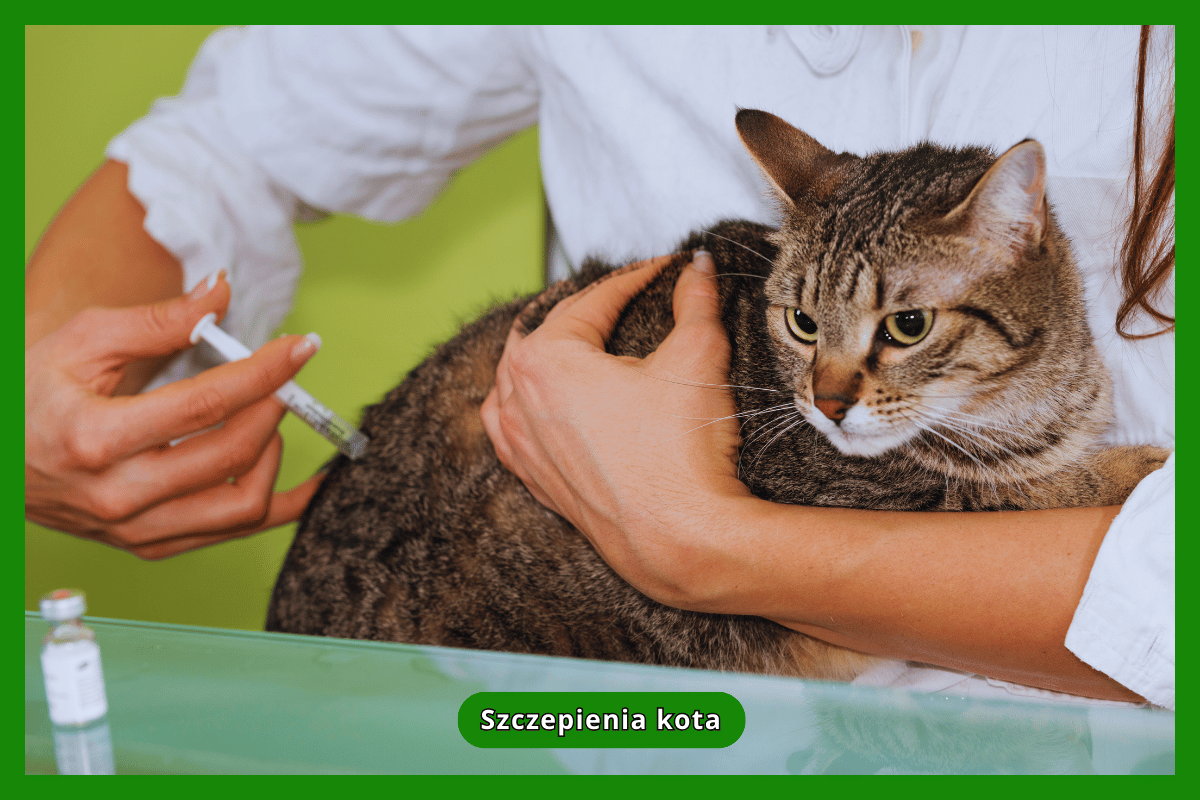 Szczepienia kota