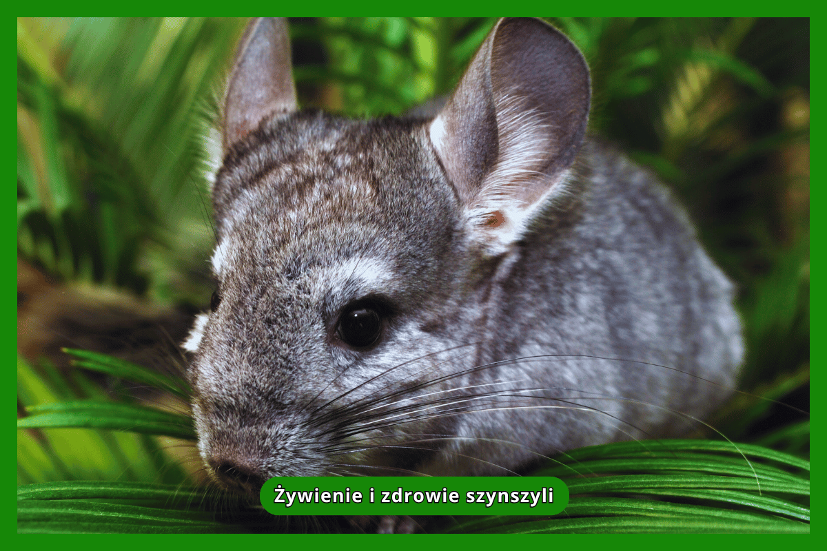 Żywienie i zdrowie szynszyli