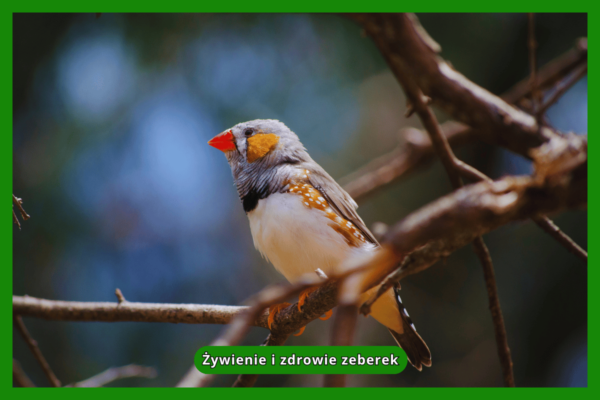 Żywienie i zdrowie zeberek