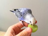 Żywienie i zdrowie papużki falistej