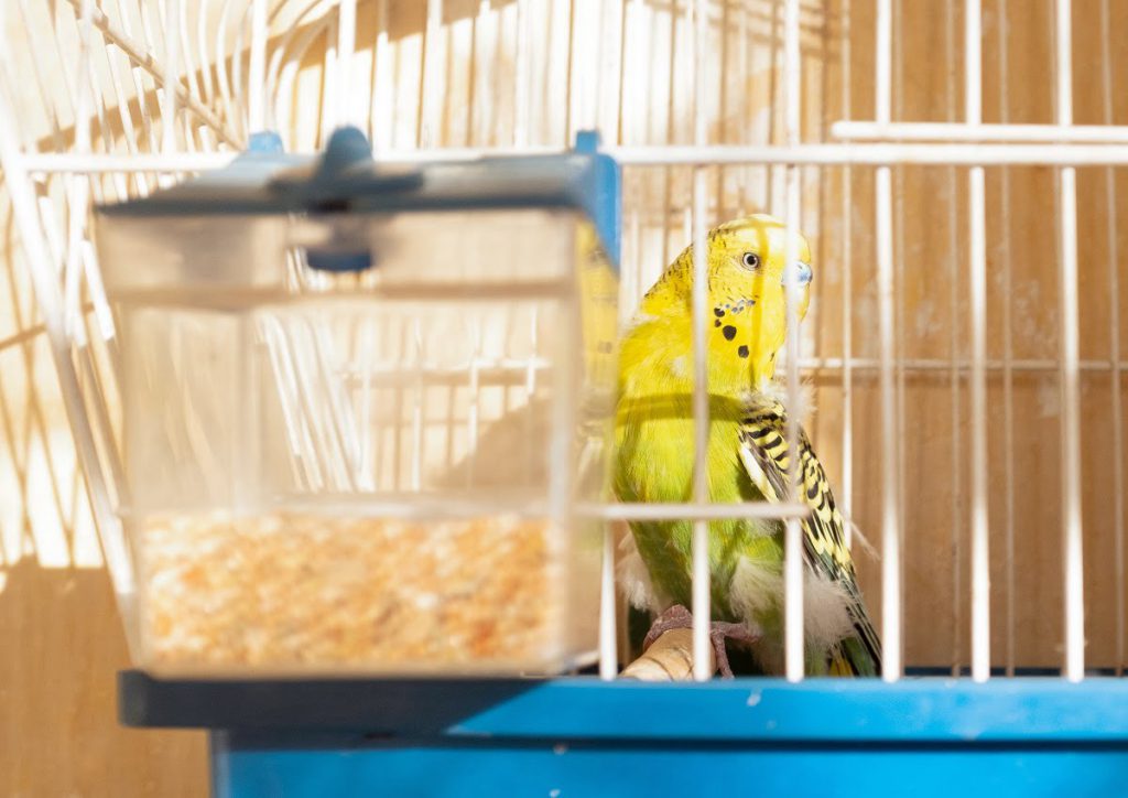 Żywienie i zdrowie papużki falistej