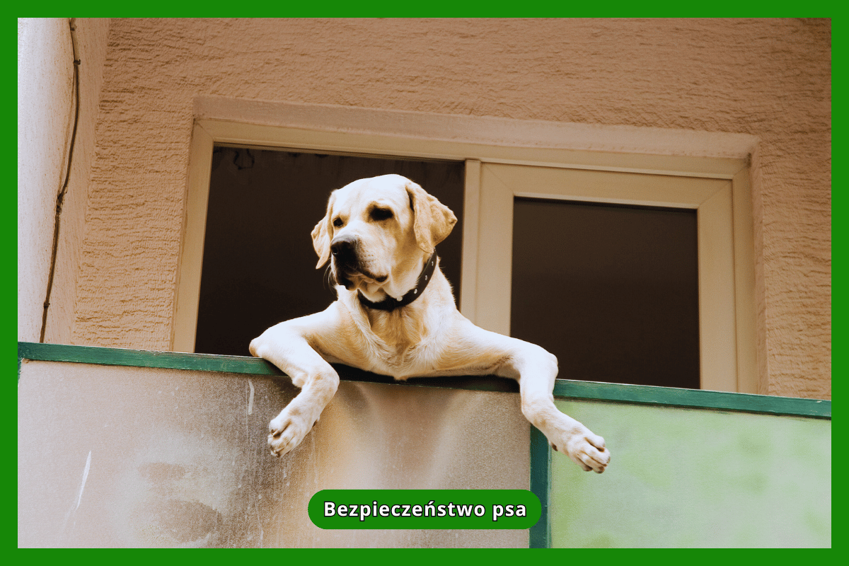 Bezpieczeństwo psa