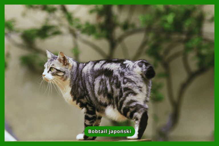 Bobtail japoński